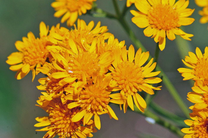 San Pedro Matchweed has golden yellow; showy flower daisy-like flower heads; note that the floral heads have both ray and disk florets. Xanthocephalum gymnospermoides